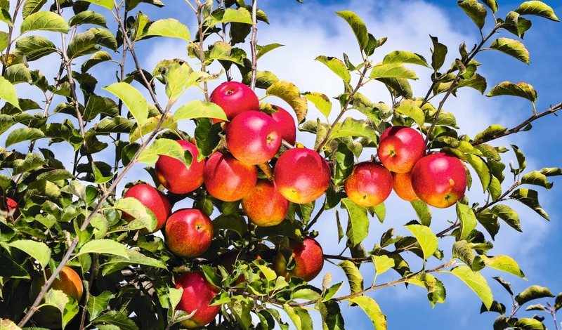 FOT. TOMASZ HAMRAT/GAZETA POLSKA, WIKIPEDIA, FACEBOOK, PIXABAY