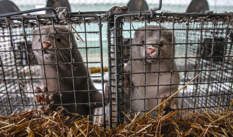 FOT. ADOBE STOCK, WIKIPEDIA, PIXABAY