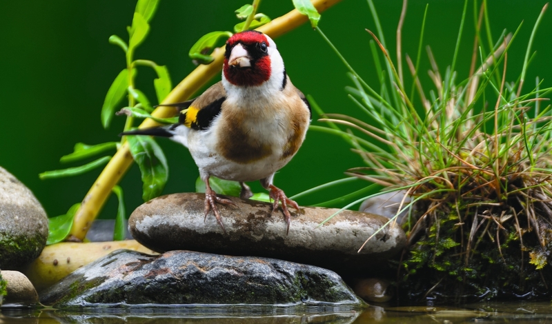 FOT. WIKIPEDIA, ADOBE STOCK, PIXABAY