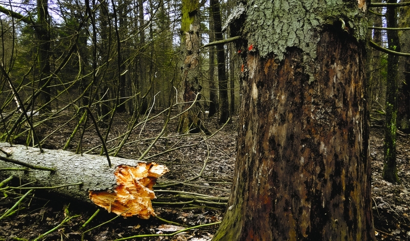 FOT. YOUTUBE, FACEBOOK, WIKIPEDIA