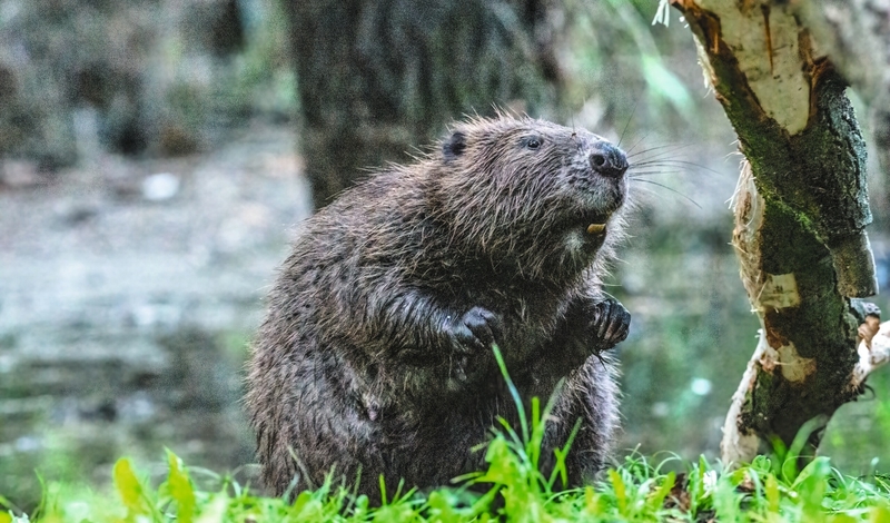 FOT. YOUTUBE (D), FACEBOOK, ADOBE STOCK, MACIEJ ŁUCZNIEWSKI/GAZETA POLSKA