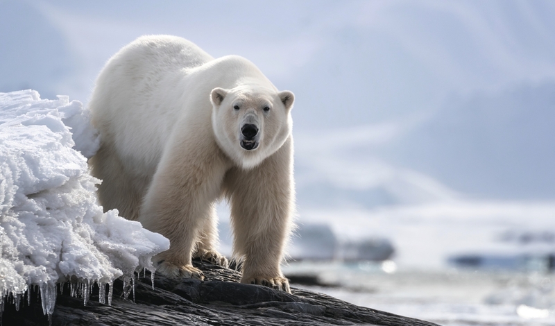 FOT. ADOBE STOCK, PIXABAY