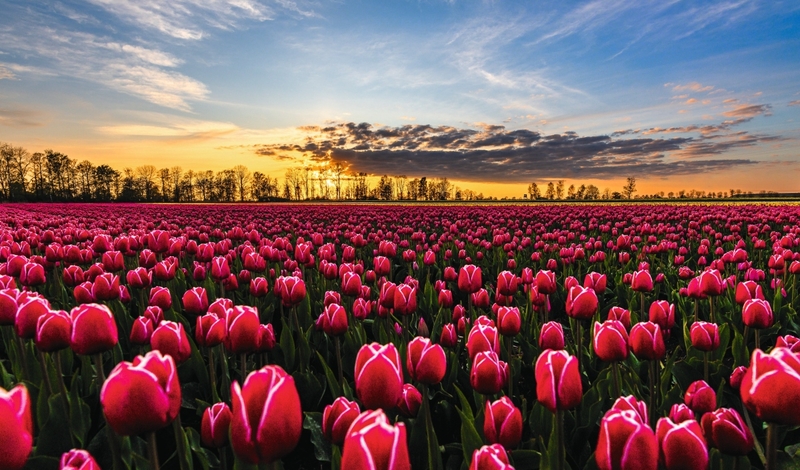 FOT. ADOBE STOCK, FACEBOOK, WIKIPEDIA