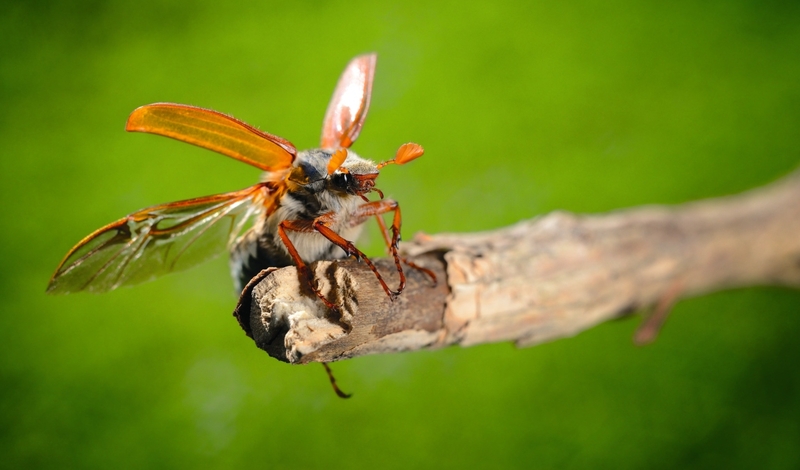 FOT. ADOBE STOCK, WIKIPEDIA