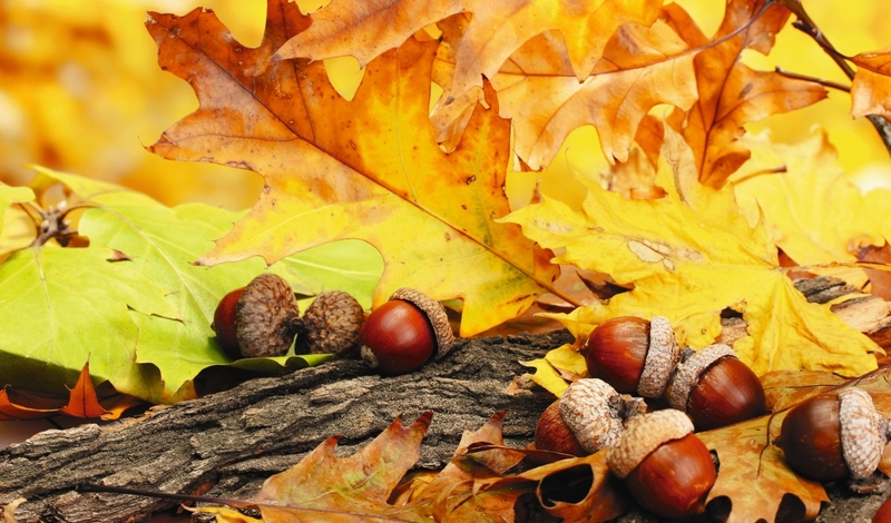 FOT. ADOBE STOCK, PIXABAY. WIKIPEDIA