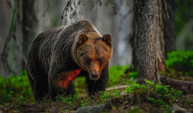 FOT. ADOBESTOCK, FACEBOOK