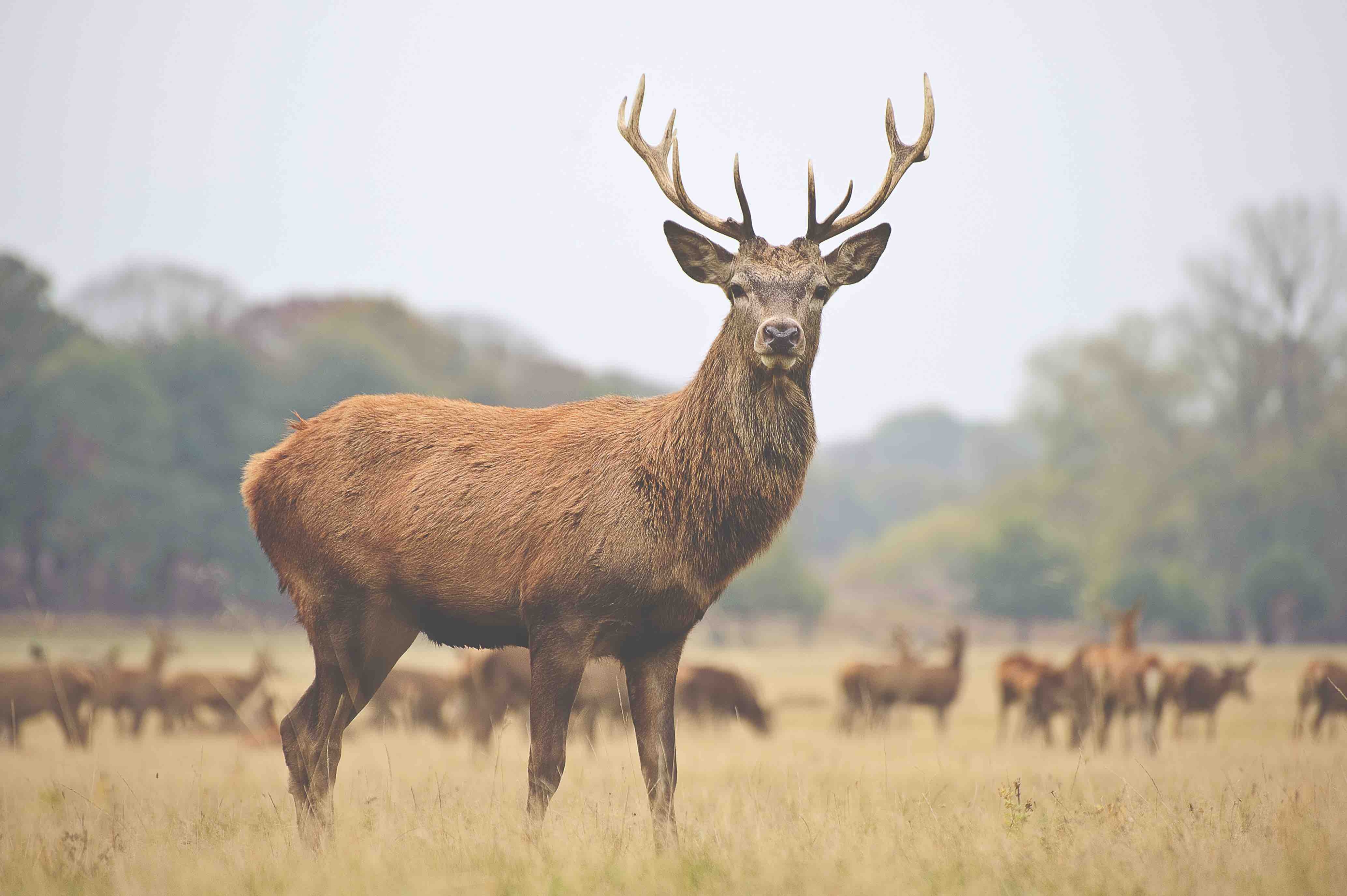 fot. Adobe Stock, CC.