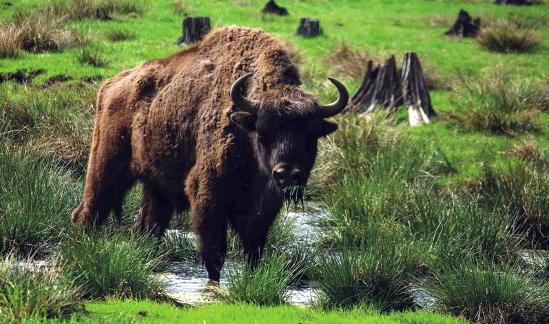 FOT. ADOBE STOCK PLATFORM, WIKIPEDIA, PIXABAY