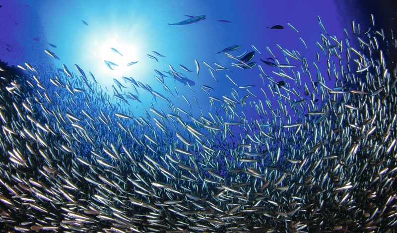 FOT. ADOBE STOCK, CC, PIXABAY, ARCH.