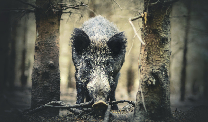 FOT. ADOBESTOCK, PIXABAY