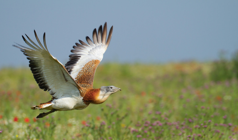 FOT. ADOBESTOCK, WIKIPEDIA