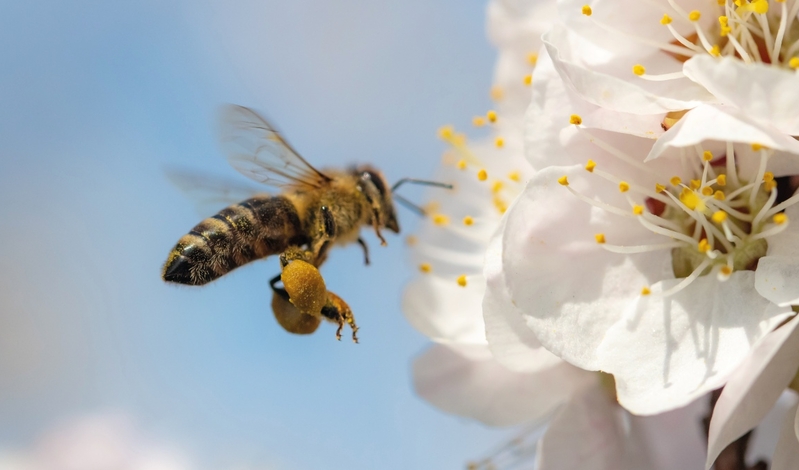 FOT. ADOBESTOCK, WIKIPEDIA, FACEBOOK, PIXABAY