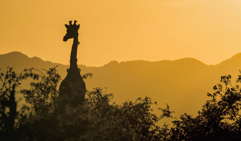 FOT. WIKIPEDIA, PIXABAY