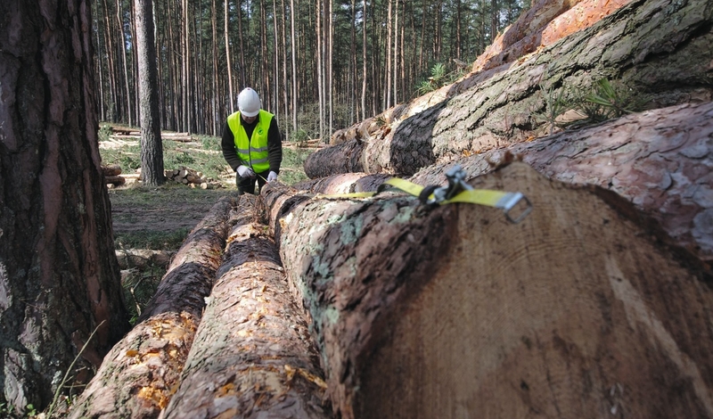 FOT. MAT. PRAS. LASY PAŃSTWOWE, FACEBOOK