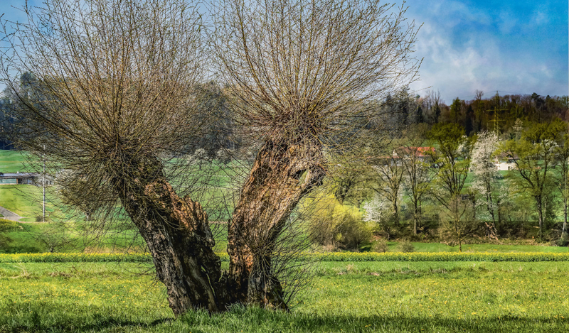 FOT. PIXABAY, WIKIPEDIA