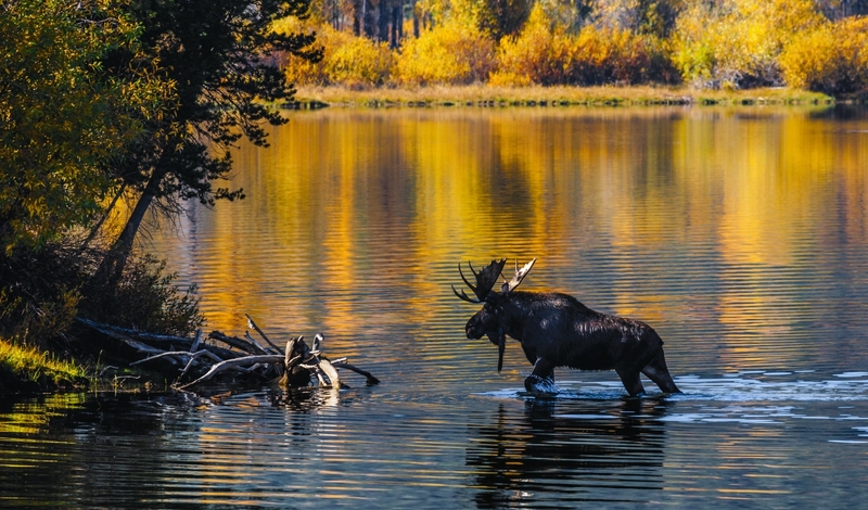 FOT. ADOBE STOCK, WIKIPEDIA, PIXABAY