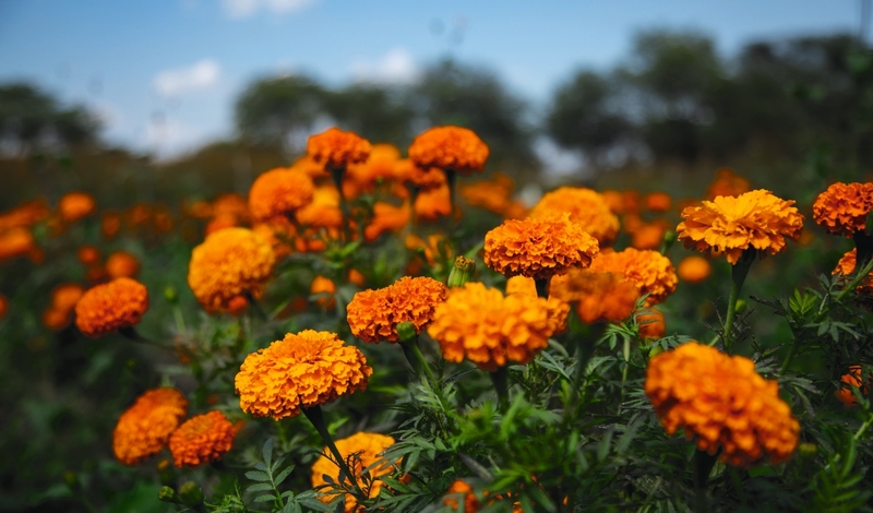 FOT. ADOBE STOCK, PIXABAY