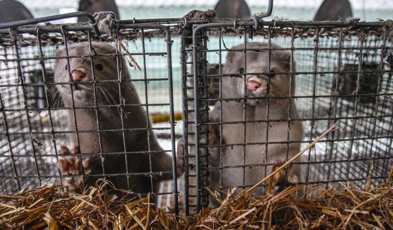 FOT. ADOBE STOCK, WIKIPEDIA, PIXABAY