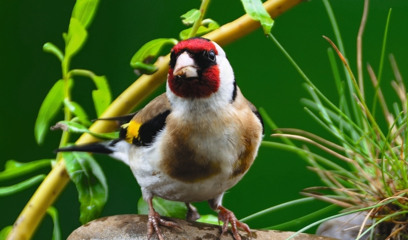 FOT. WIKIPEDIA, ADOBE STOCK, PIXABAY