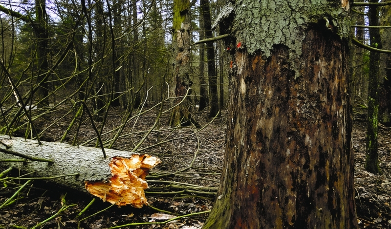 FOT. YOUTUBE, FACEBOOK, WIKIPEDIA