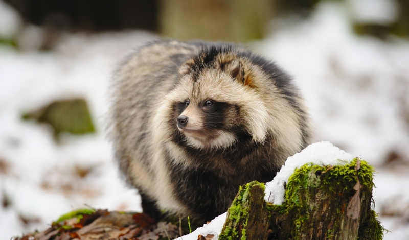 FOT. FACEBOOK, ADOBE STOCK, WIKIPEDIA, PIXABAY, RDLP