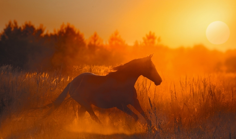 FOT. ADOBE STOCK, FACEBOOK, PIXABAY