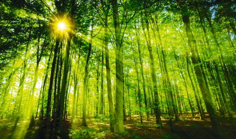 FOT. ADOBE STOCK, WIKIPEDIA, FACEBOOK