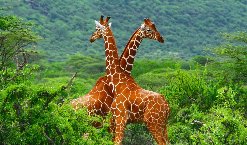 FOT. ADOBE STOCK, WIKIPEDIA, PIXABAY