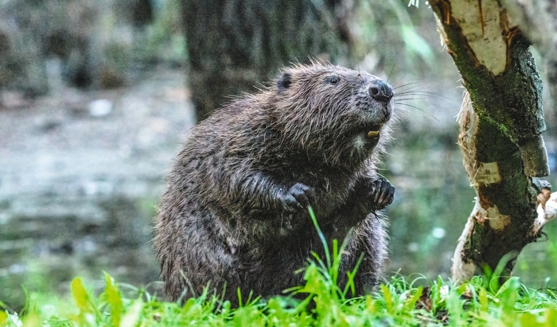 FOT. YOUTUBE (D), FACEBOOK, ADOBE STOCK, MACIEJ ŁUCZNIEWSKI/GAZETA POLSKA