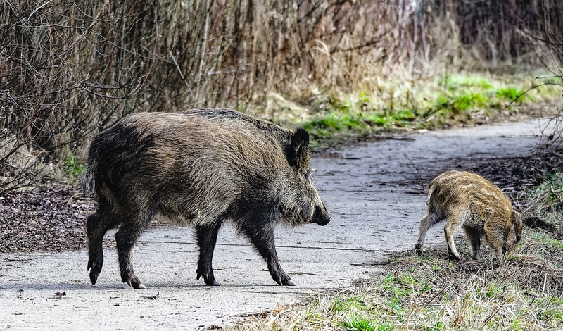 FOT. FB, WIKIPEDIA, YOUTUBE,