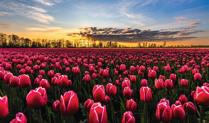 FOT. ADOBE STOCK, FACEBOOK, WIKIPEDIA